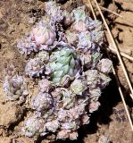 Orostachys spinosa