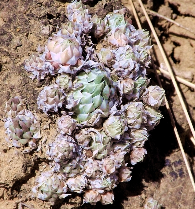 Изображение особи Orostachys spinosa.