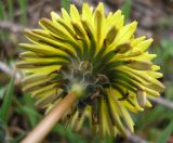 род Taraxacum
