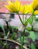 Allium moly