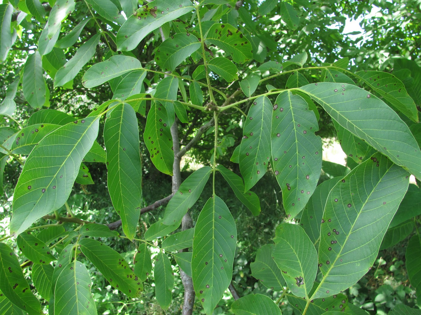 Image of Juglans regia specimen.