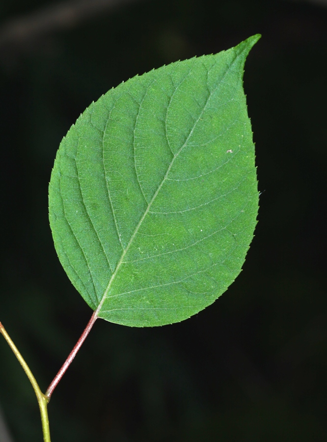 Image of Actinidia polygama specimen.