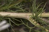 Tripleurospermum inodorum. Участок стебля. Саратов, обочина дороги. 23.07.2017.