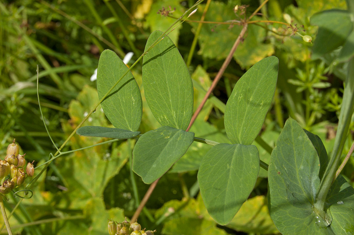 Image of Lathyrus pisiformis specimen.