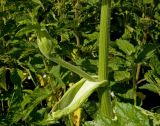 Heracleum sosnowskyi. Часть стебля с боковым побегом. Пермский край, Кунгурский р-н, долина р. Ирень в р-не урочища Кокуй, правый берег, луг. 22 июля 2017 г.