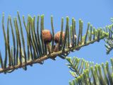 Araucaria heterophylla