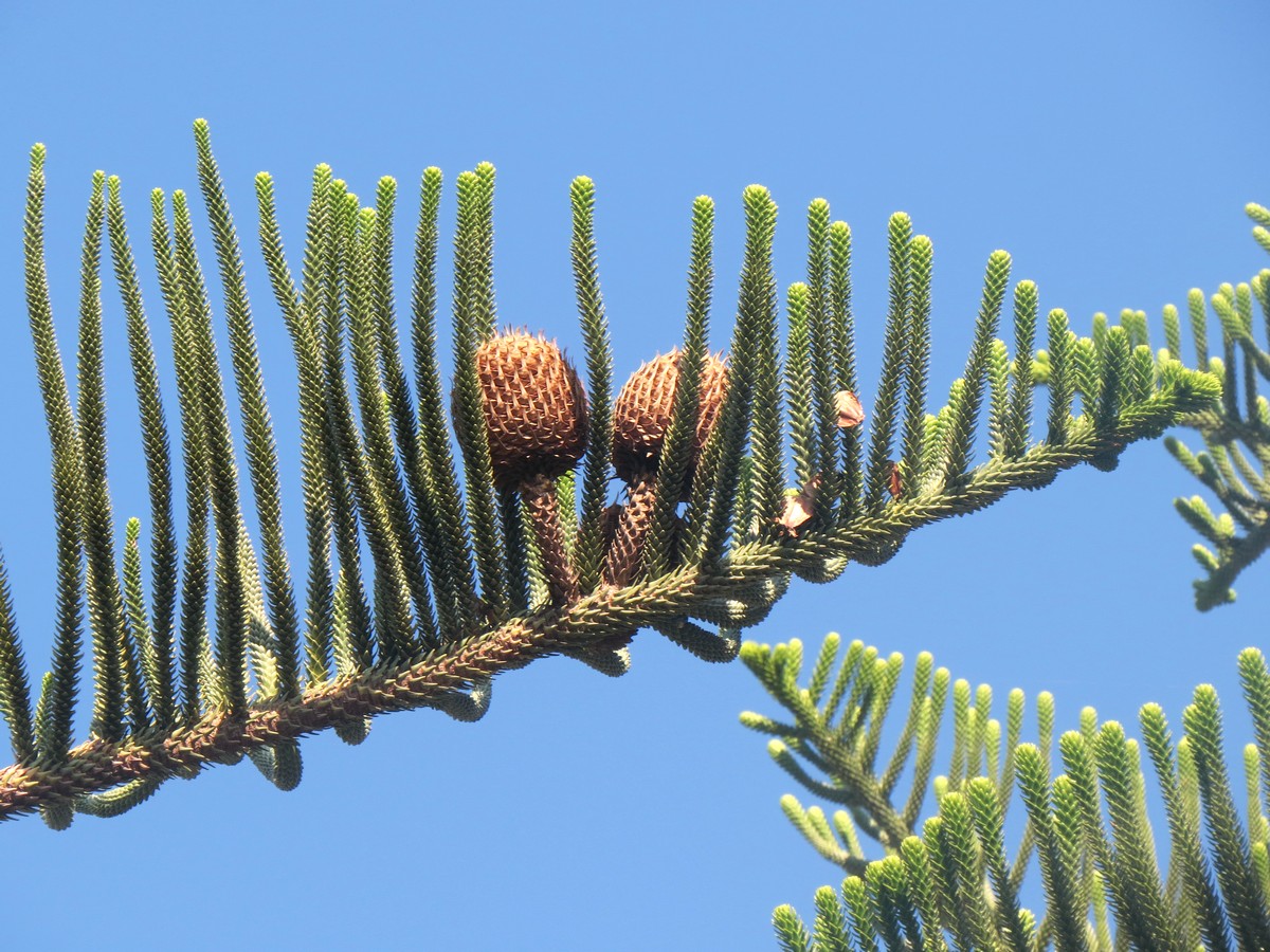 Image of Araucaria heterophylla specimen.