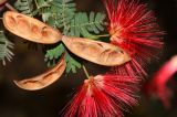 Calliandra californica