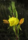 Oenothera rubricaulis