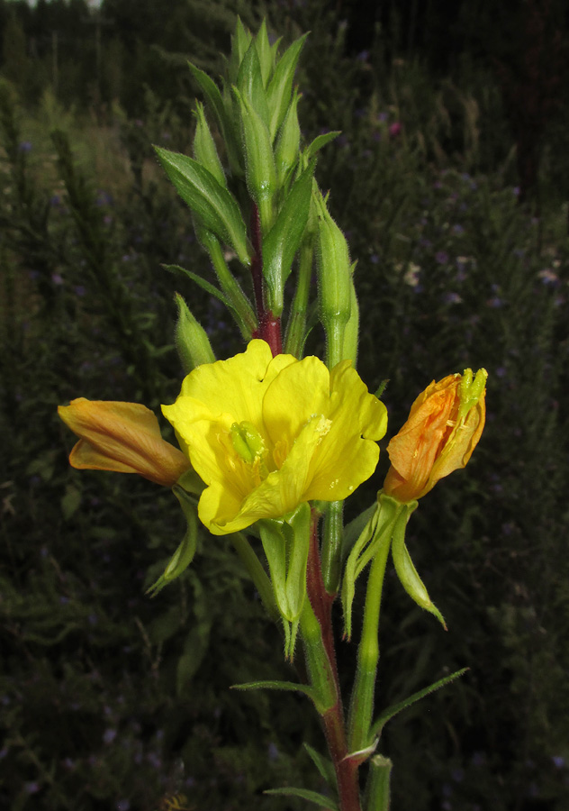 Image of Oenothera rubricaulis specimen.