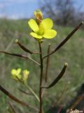 Image of taxon representative. Author is Илья Турбанов