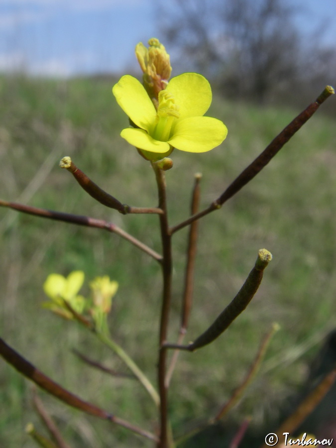 Изображение особи Diplotaxis muralis.