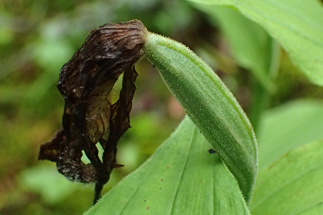 Image of Cypripedium calceolus specimen.