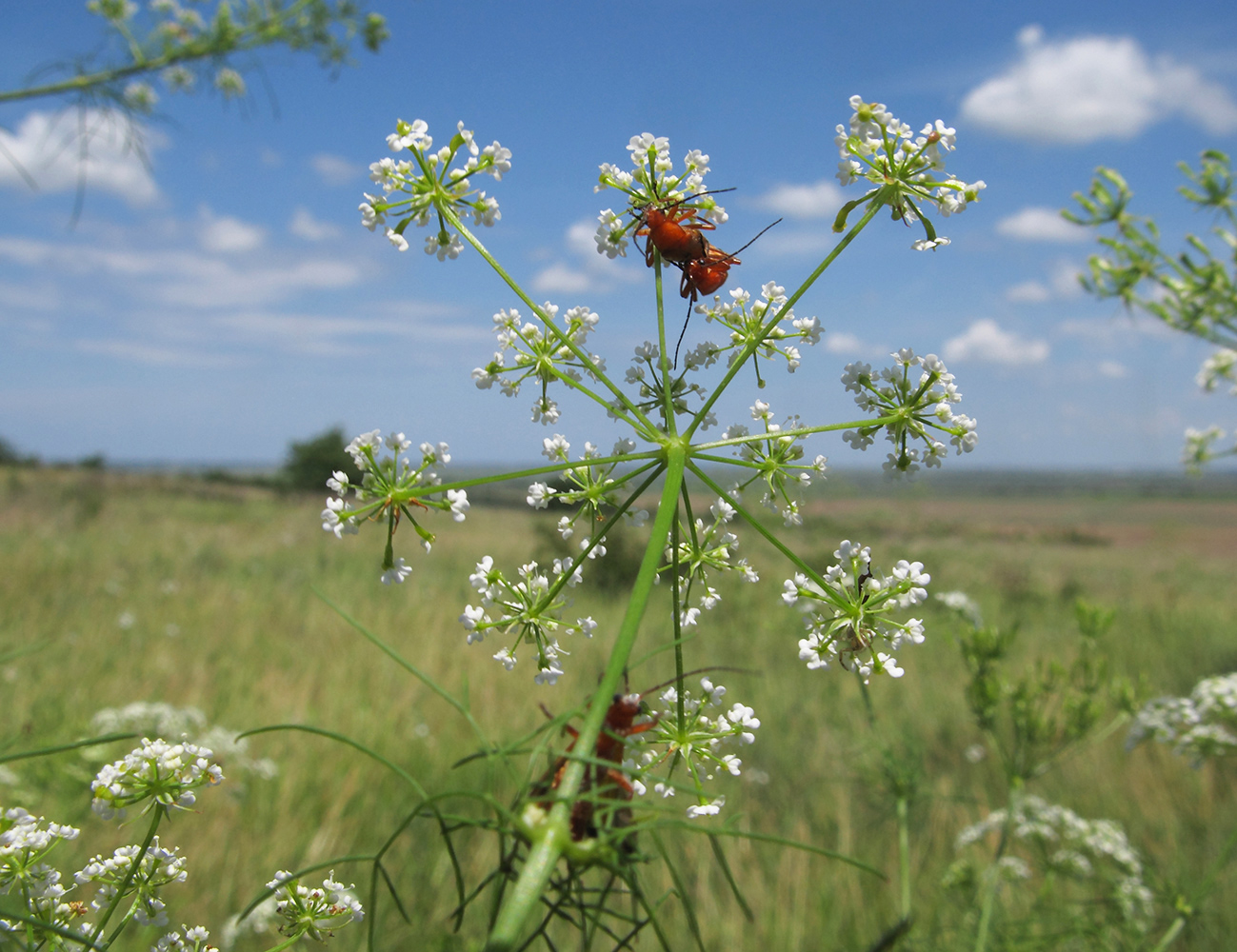 Изображение особи Chaerophyllum bulbosum.