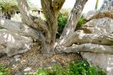 Euphorbia neriifolia. Основание растения. Израиль, впадина Мёртвого моря, киббуц Эйн-Геди. 27.04.2017.