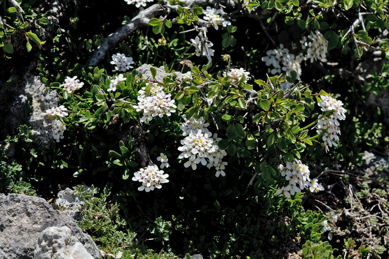 Image of Iberis sempervirens specimen.