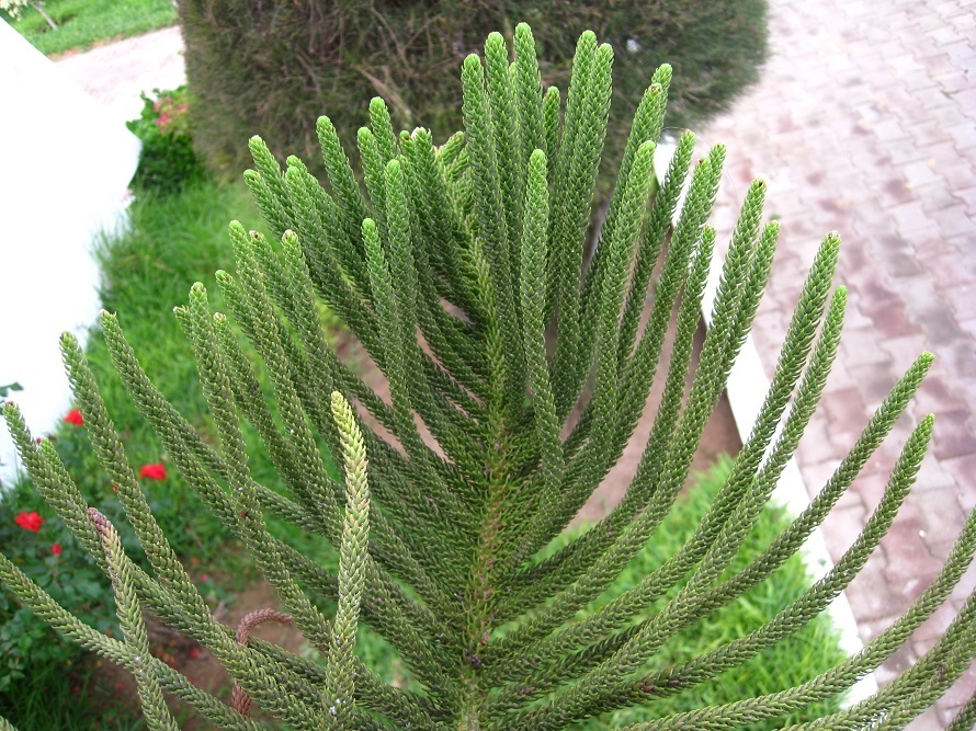 Image of Araucaria heterophylla specimen.