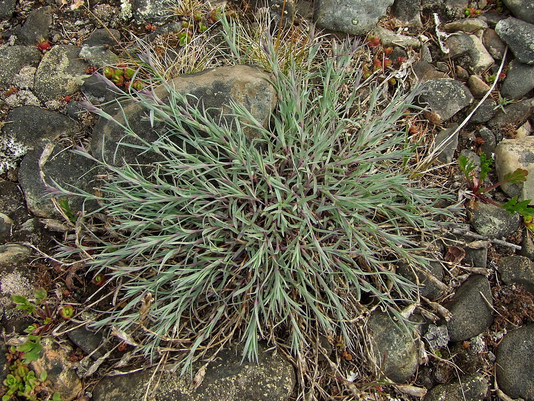 Image of Dianthus repens specimen.