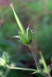 Geranium krylovii