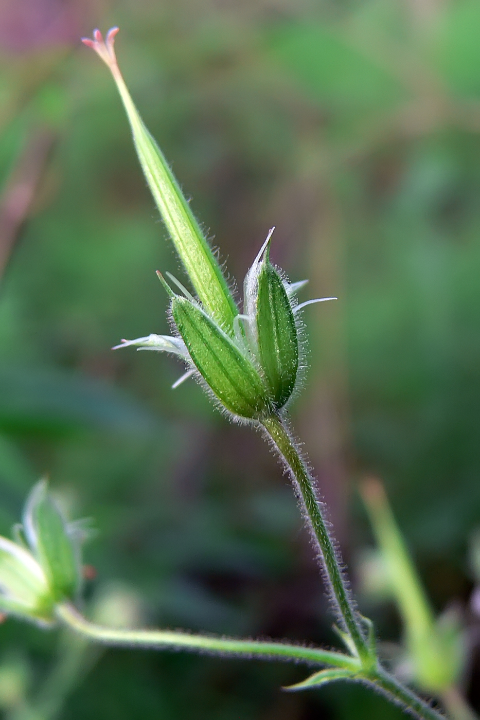 Image of Geranium krylovii specimen.