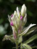 Castilleja lapponica