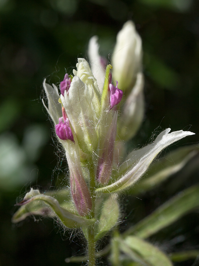 Изображение особи Castilleja lapponica.