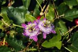 Passiflora foetida. Цветки. Израиль, г. Бат-Ям, на спуске к морю. 24.10.2017.