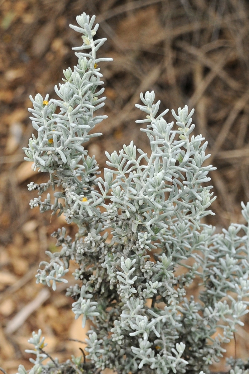 Image of Maireana sedifolia specimen.