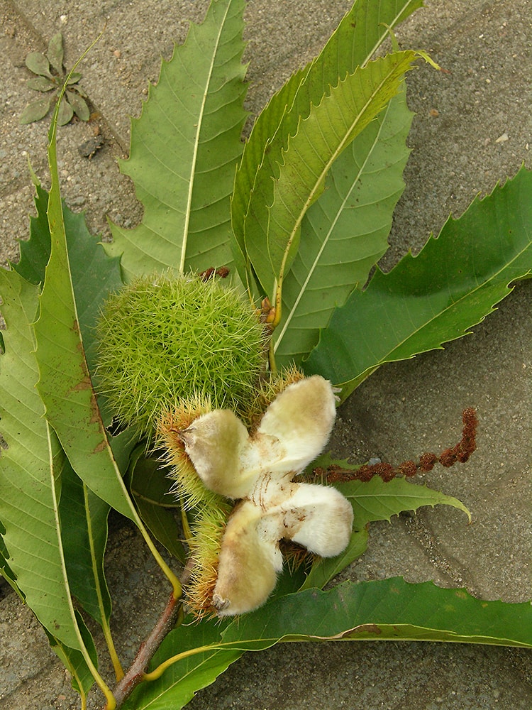 Изображение особи Castanea dentata.