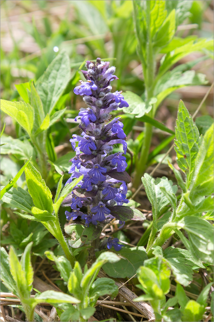 Image of Ajuga reptans specimen.