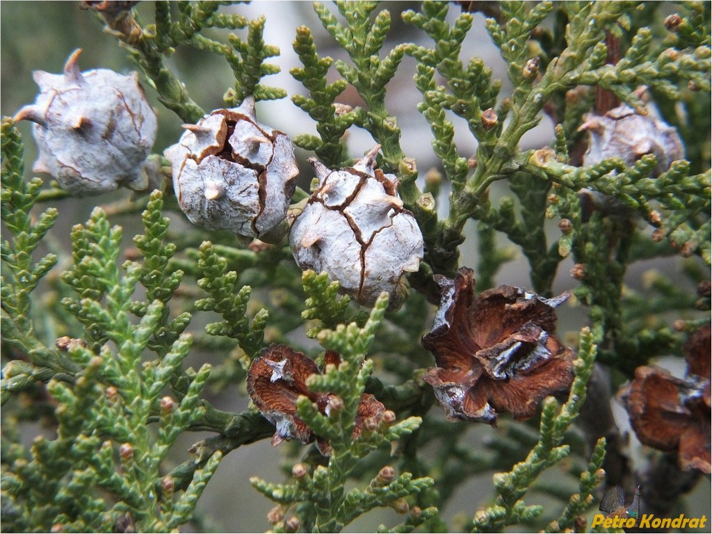 Image of Platycladus orientalis specimen.