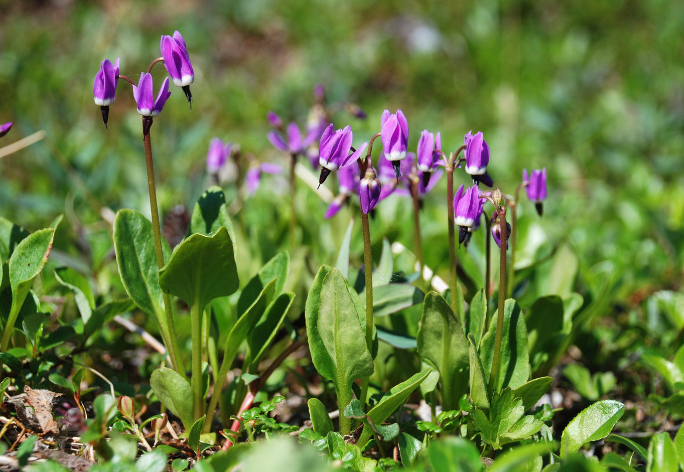 Изображение особи Dodecatheon frigidum.