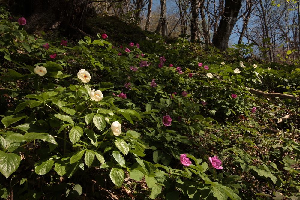 Изображение особи Paeonia wittmanniana.