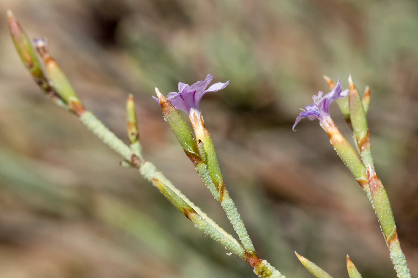 Изображение особи Limonium proliferum.