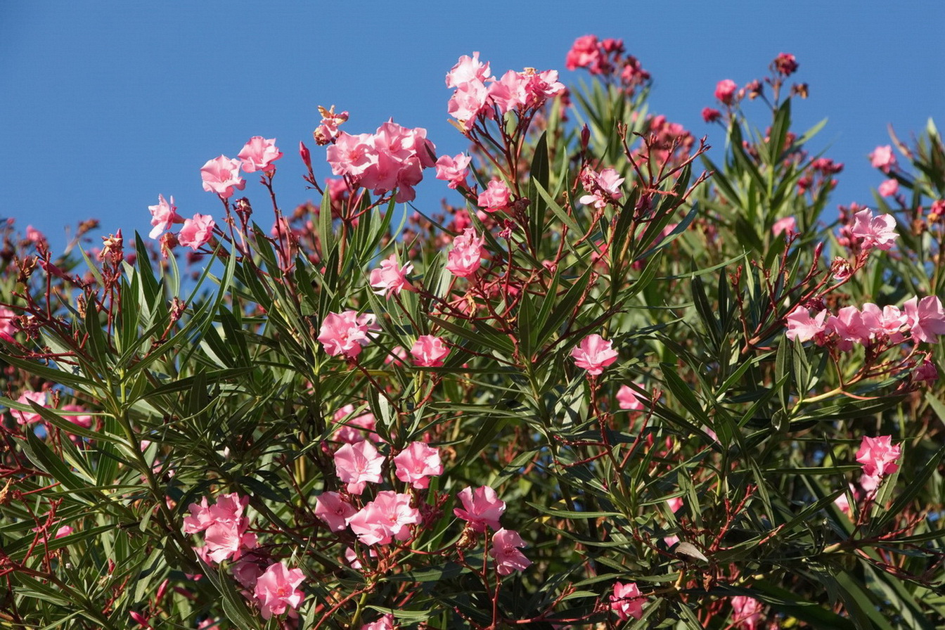 Изображение особи Nerium oleander.