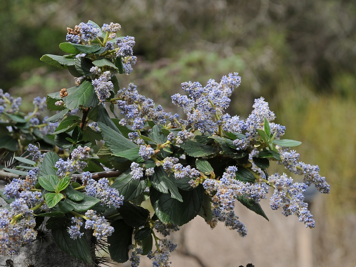 Image of Ceanothus arboreus specimen.