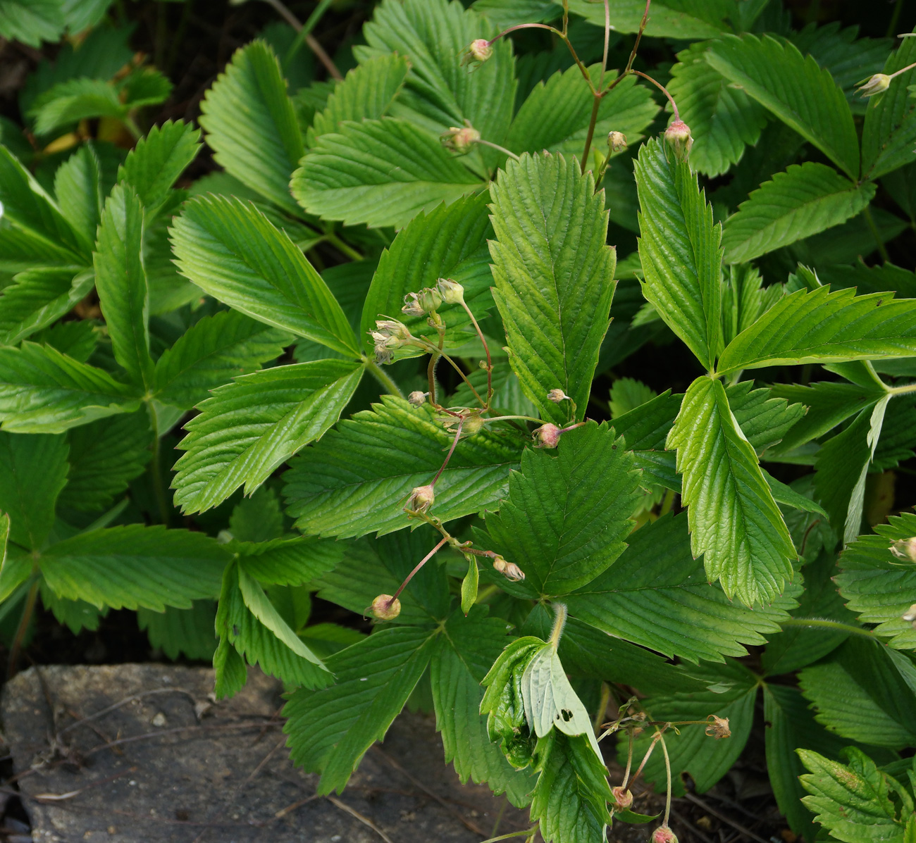 Изображение особи Fragaria viridis.