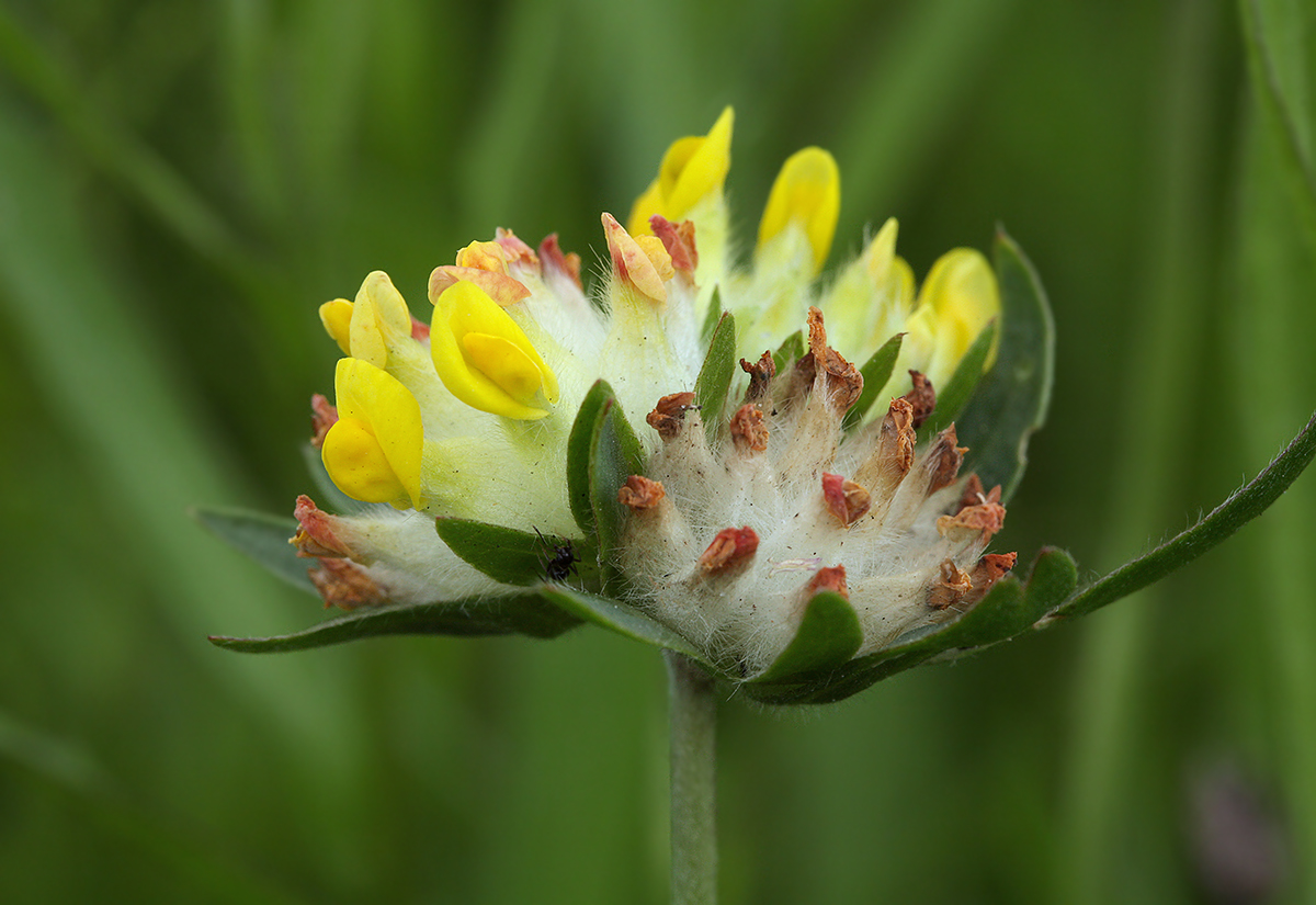 Изображение особи Anthyllis macrocephala.