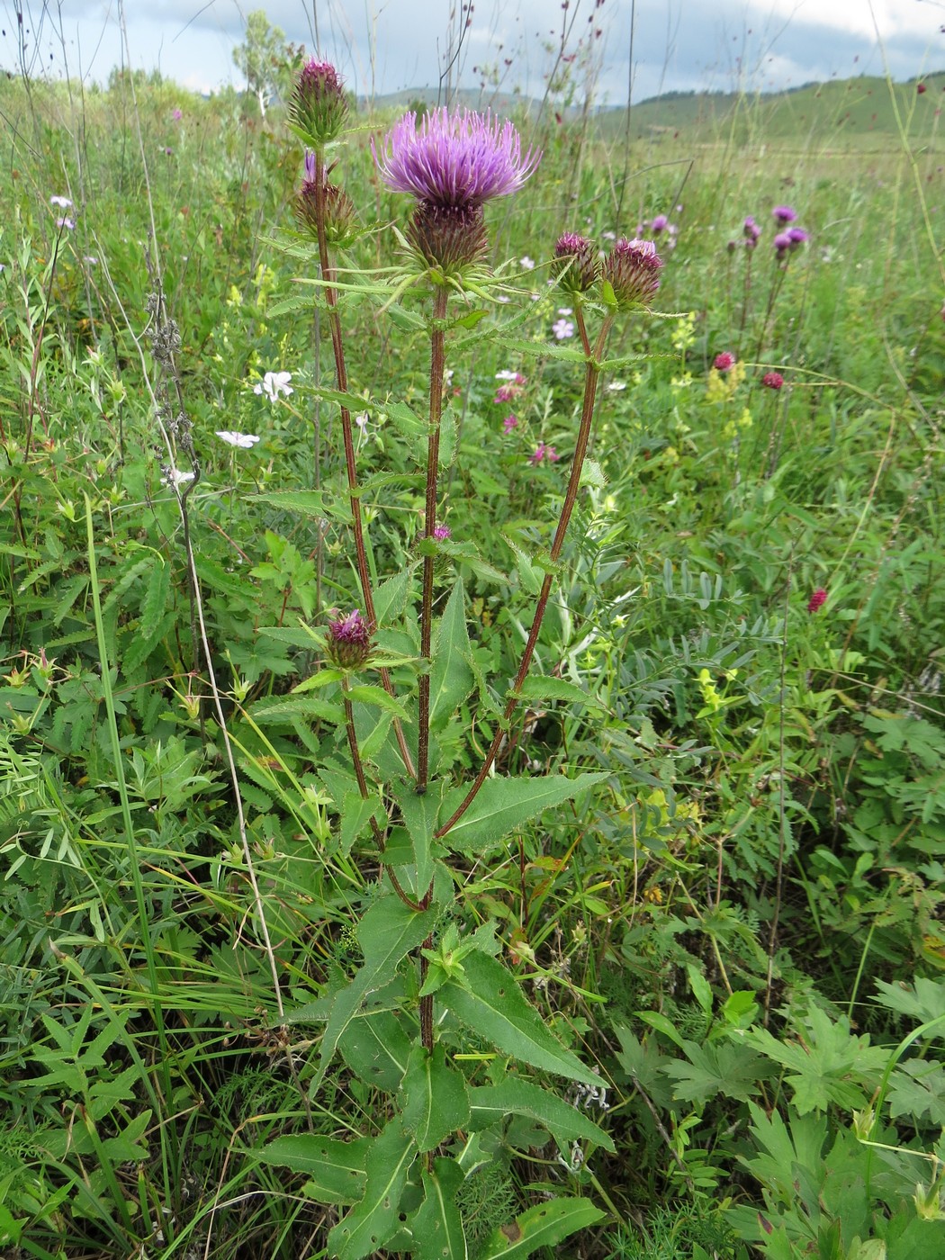 Image of Cirsium vlassovianum specimen.