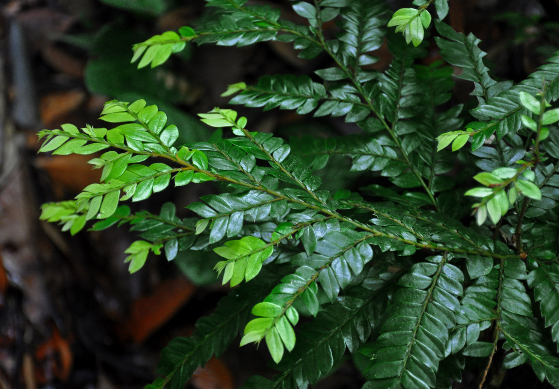 Image of Anisophyllea disticha specimen.