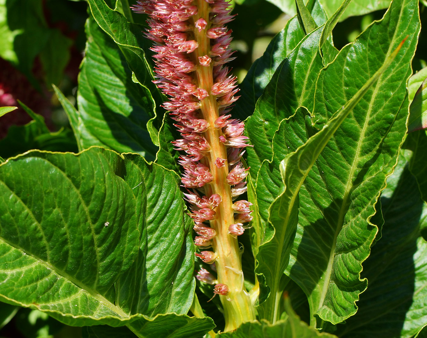 Изображение особи Celosia cristata.