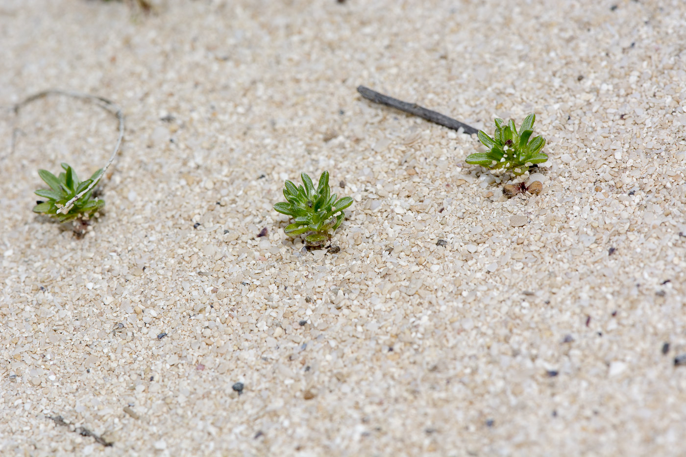 Image of Ifloga spicata ssp. obovata specimen.