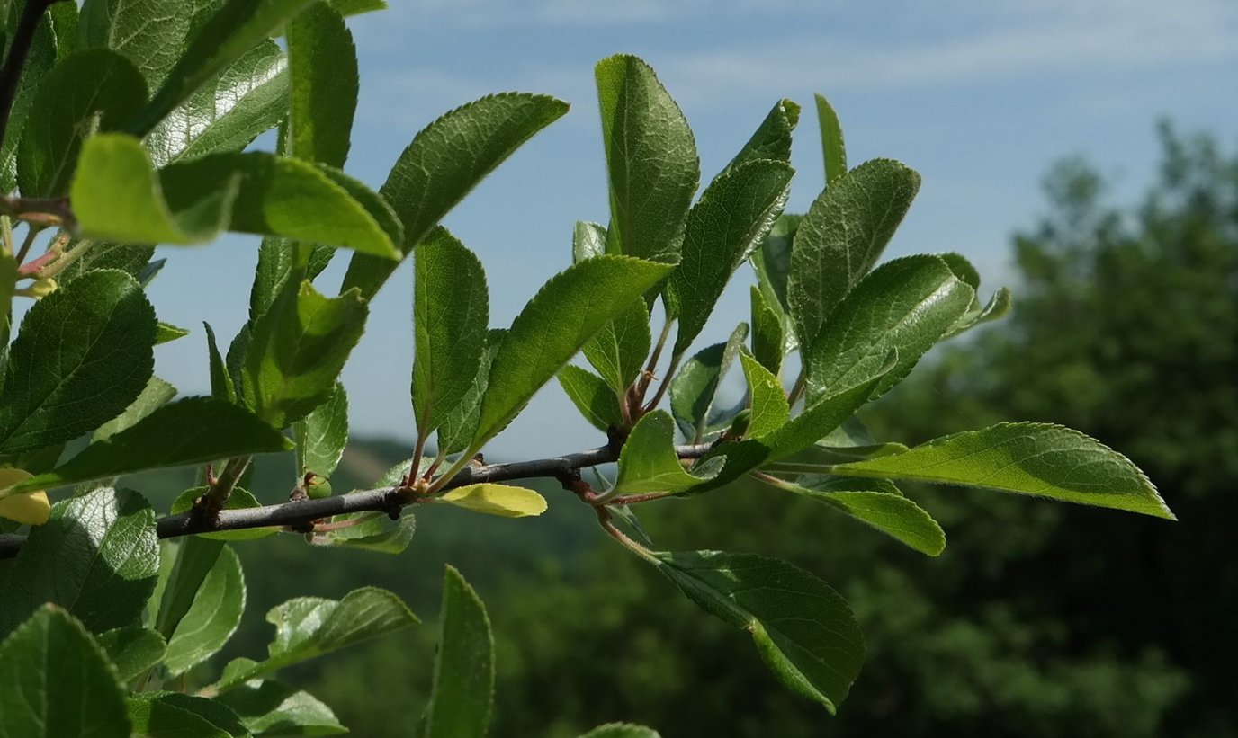 Image of Prunus stepposa specimen.