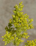 Galium verum. Соцветие. Якутия, Мирнинский р-н, окр. пос. Светлый, пустырь. 03.07.2009.