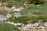 Acantholimon ulicinum