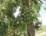 Juniperus polycarpos. Часть ветви с незрелыми шишкоягодами. Дагестан, г. о. Махачкала, окр. с. Талги, склон горы. 15.05.2018.