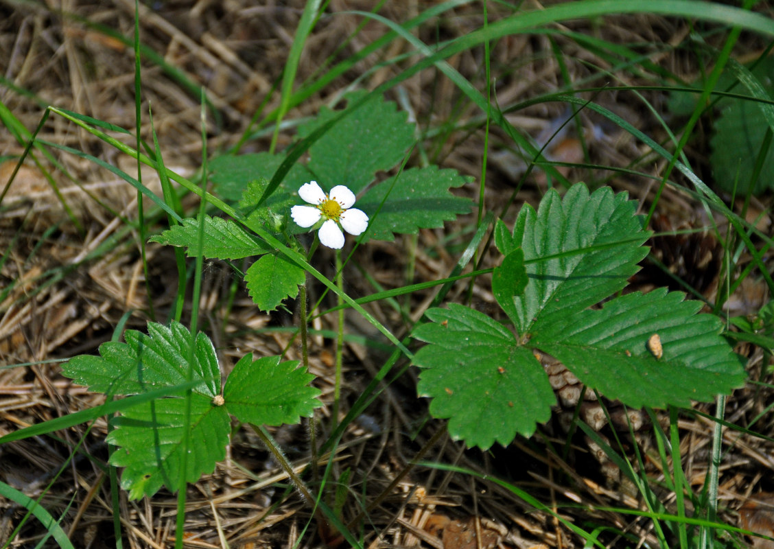 Изображение особи Fragaria vesca.