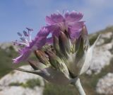 Dianthus andrzejowskianus. Соцветие. Крым, Керченский п-ов, мыс Казантип, петрофитная степь на приморском склоне, в расщелине скалы. 26.05.2018.