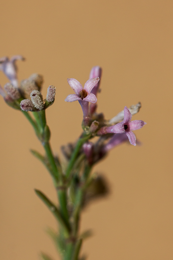 Image of Asperula graveolens specimen.