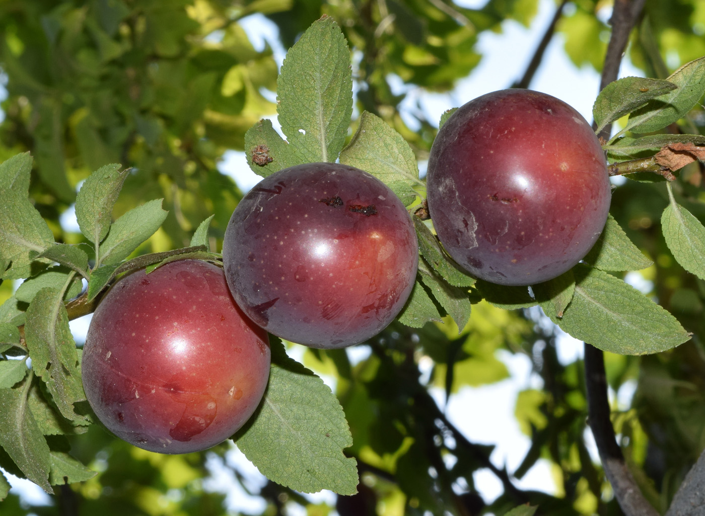 Image of Prunus cerasifera specimen.